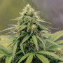 Сорт семян каннабиса Auto Lemon Zkittlez