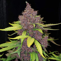 Auto LSD Feminised Silver