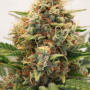 Cannabis seeds AUTO MAC #1® from Dutch Passion