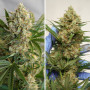 Cannabis seeds AUTO MAC #1® from Dutch Passion