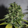 Cannabis seed variety Auto Magnesia Haze Feminised Silver