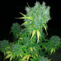 Cannabis seed variety Auto MaxiGom Feminised Gold