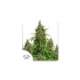 Cannabis seeds AUTO MAZAR® from Dutch Passion