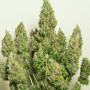 Cannabis seeds AUTO MAZAR® from Dutch Passion