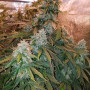 Cannabis seed variety Auto Super Mazar Feminised Gold