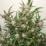 Cannabis seeds AUTO MIMOSA PUNCH® from Dutch Passion