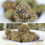 Cannabis seeds AUTO MIMOSA PUNCH® from Dutch Passion