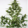 Сорт семян каннабиса Auto Critical +2.0 Feminised Silver