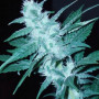 Cannabis seed variety Auto Neuron Feminised