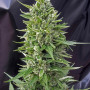 Cannabis seed variety Auto Neuron Feminised