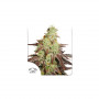 Cannabis seeds AUTO NIGHT QUEEN® from Dutch Passion