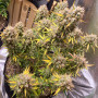 Cannabis seeds AUTO NIGHT QUEEN® from Dutch Passion