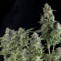 Сорт семян каннабиса Auto Northern Blue Fem