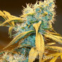 Сорт семян каннабиса Auto Northern Blue Fem