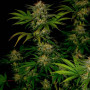 Cannabis seed variety Auto Northern Lights Feminised Gold