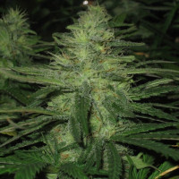 Auto Northern Lights Feminised Silver