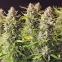 Cannabis seeds AUTO ORANGE BUD® from Dutch Passion