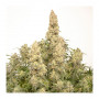 Cannabis seeds AUTO ORANGE BUD® from Dutch Passion