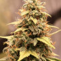 Cannabis seed variety Auto Orange Feminised Gold