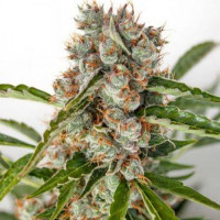 Auto Orange Bud Feminised Gold