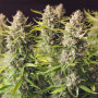 Cannabis seed variety Auto Super Bud Feminised Silver