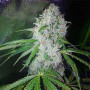 Cannabis seed variety Auto Pineapple Chunk Feminised Gold