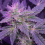 Cannabis seed variety Auto Pineapple Feminised Silver