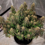 Cannabis seeds AUTO POWER PLANT® from Dutch Passion