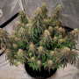 Cannabis seed variety Auto Power Plant Silver regular