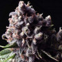 Cannabis seed variety Auto Purple Feminised Gold