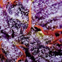 Сорт семян каннабиса Auto Purple Opium