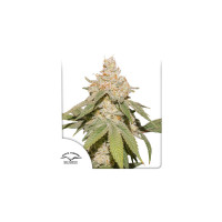 AUTO SFV OG®