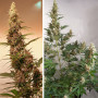 Cannabis seeds AUTO SFV OG® from Dutch Passion