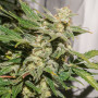 Cannabis seeds AUTO SFV OG® from Dutch Passion