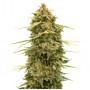 Cannabis seed variety Auto Skunk Haze Feminised Silver