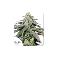 AUTO SKYWALKER HAZE®