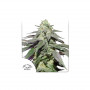 Cannabis seeds AUTO SKYWALKER HAZE® from Dutch Passion