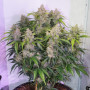 Cannabis seed variety Auto Skunk Haze Feminised Silver