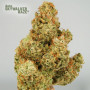 Cannabis seeds AUTO SKYWALKER HAZE® from Dutch Passion