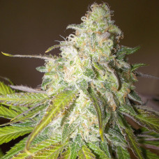 Auto Sour Diesel Feminised Silver