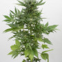 Cannabis seed variety Auto Sour Diesel Feminised Silver