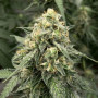 Cannabis seed variety Auto Sour Diesel Feminised Silver