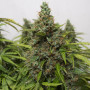 Cannabis seed variety Auto Super Mazar Feminised Gold