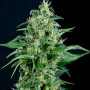 Cannabis seed variety Auto Sweet Tooth Feminised Silver