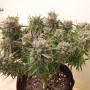 Cannabis seeds AUTO THINK DIFFERENT® from Dutch Passion
