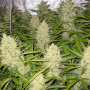 Cannabis seeds AUTO THINK DIFFERENT® from Dutch Passion