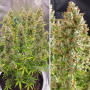 Cannabis seeds AUTO ULTIMATE® from Dutch Passion