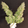 Cannabis seed variety Auto Ultimate Feminised Gold