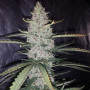 Cannabis seed variety Auto Ultimate Feminised Gold