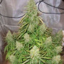 Cannabis seed variety Auto Ultimate Feminised Gold